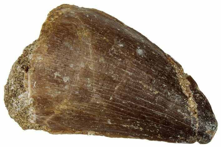 Fossil Mosasaur (Prognathodon) Tooth - Morocco #322657